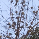 Thumbnail of post image 071