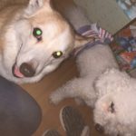 Thumbnail of related posts 155