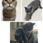 Thumbnail of related posts 124
